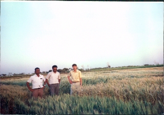 Byerlee0000042A_Byerlee_Colleagues_Wheat_Asia