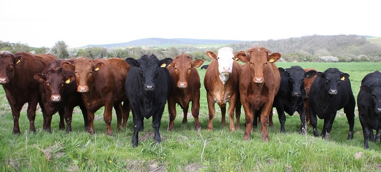 herd of cows
