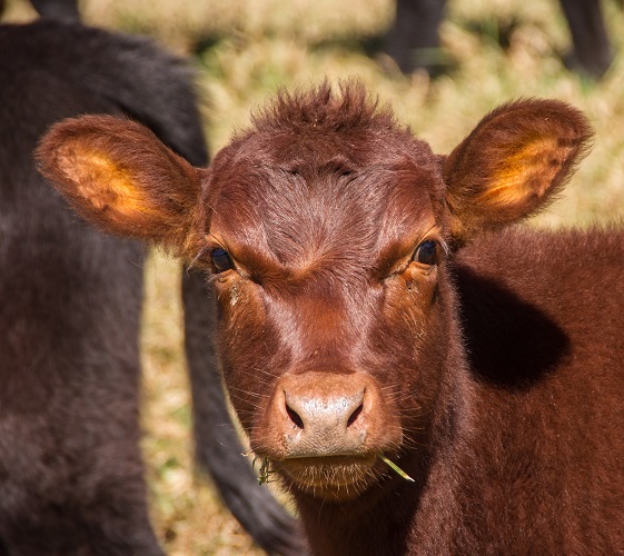 calf