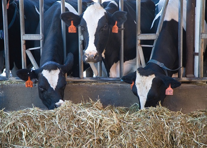 cows feeding