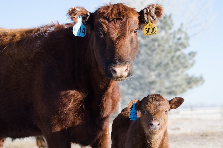 cow and calf