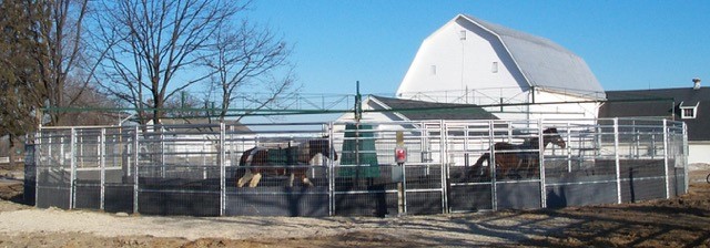 horses