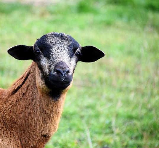 sheep