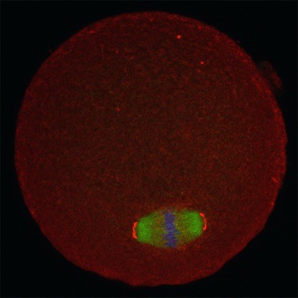 mouse ovulated oocyte showing detection of spindle proteins