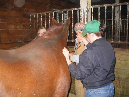 horse