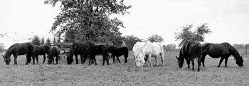 horses in field