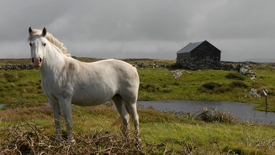 horse in Ireland