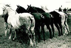 horses, black and white photo