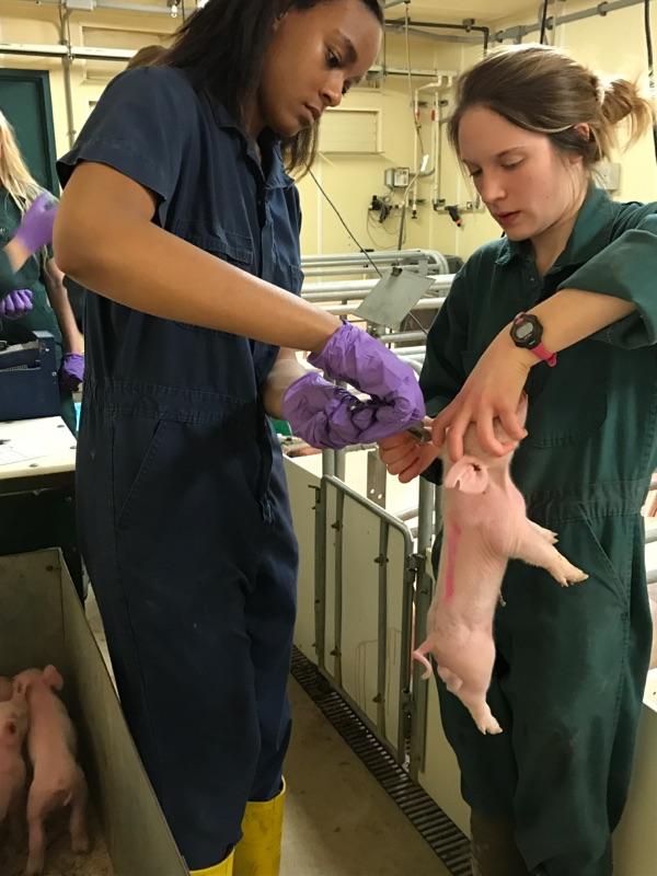 Students work with a piglet at the Swine Teaching and Research Center.