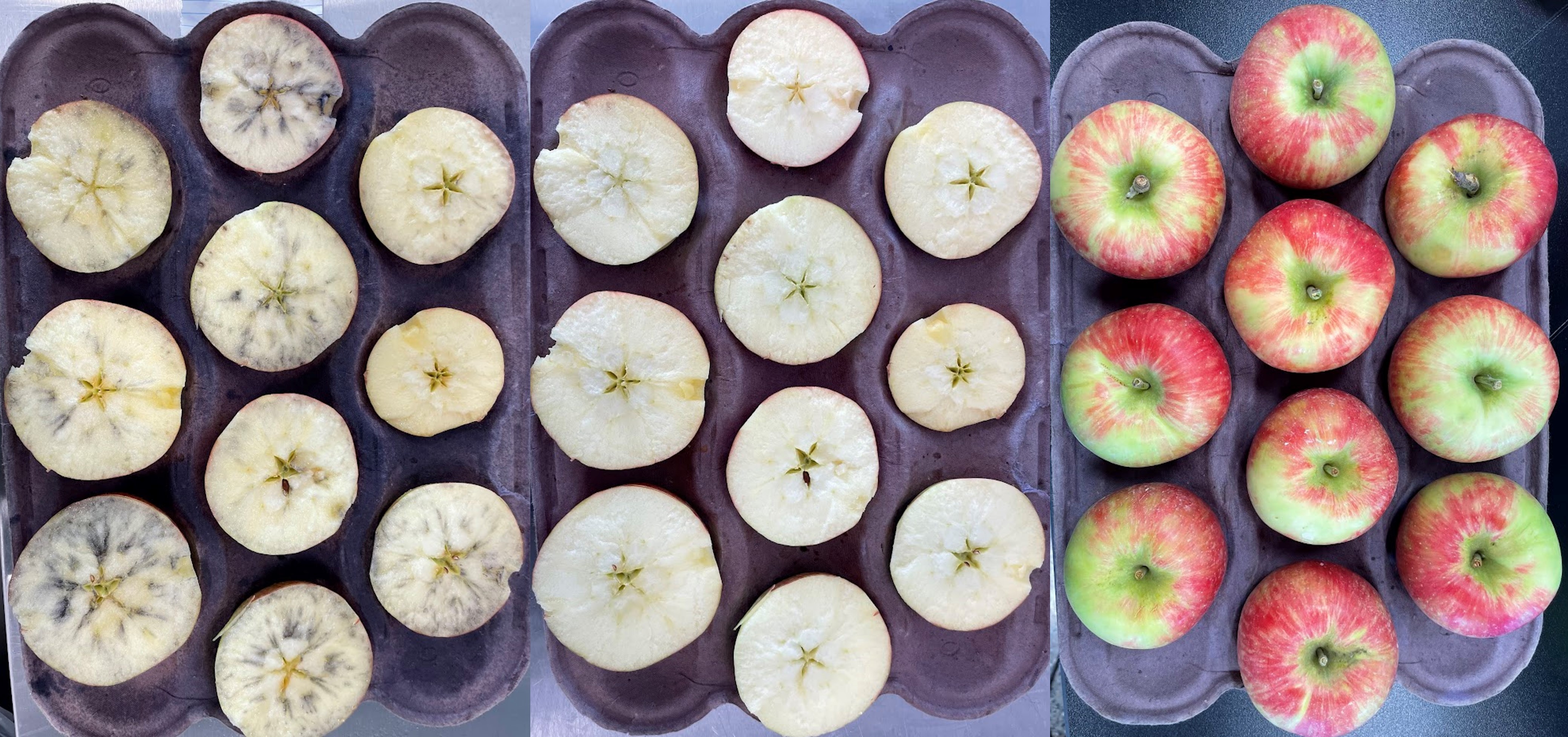 Apple maturity testing and starch staining of Premier Honeycrisp.