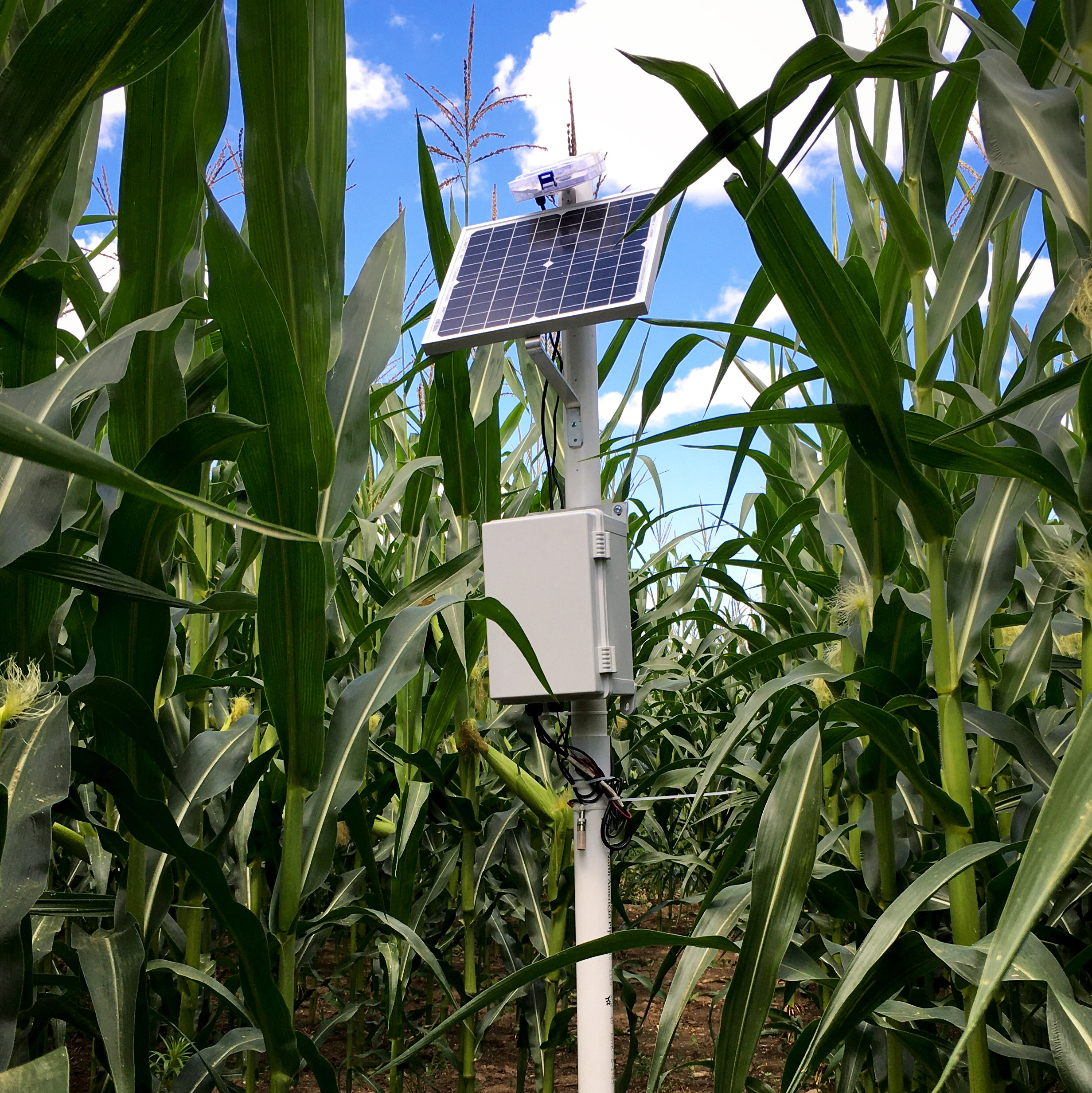 Sensor in corn field