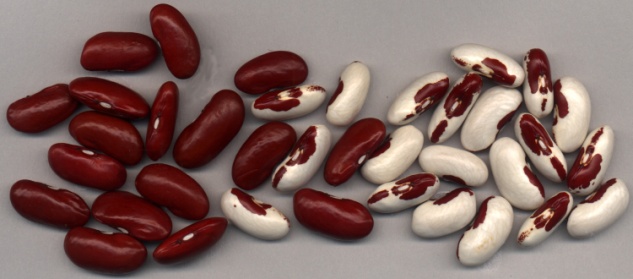 Red Kidney and Soldier Beans