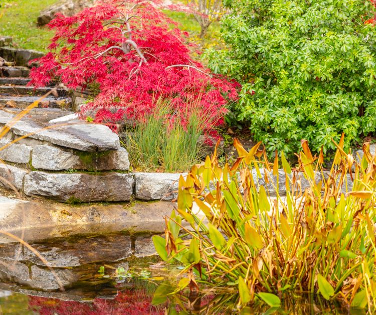 Water garden pictured in the fall with plants both inside and outside the water feature. Photo courtesy of Creative Commons via Canva.
