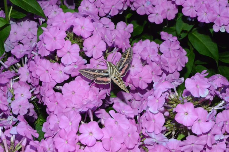 white-lined sphinx adult.