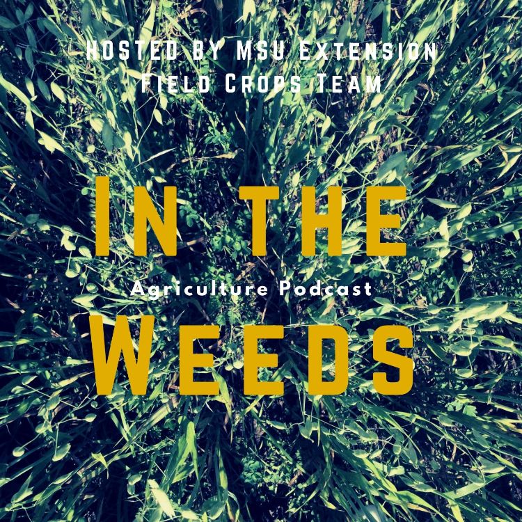 New In the Weeds podcast