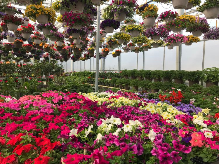 Assortment of flowers in a greenhouse.