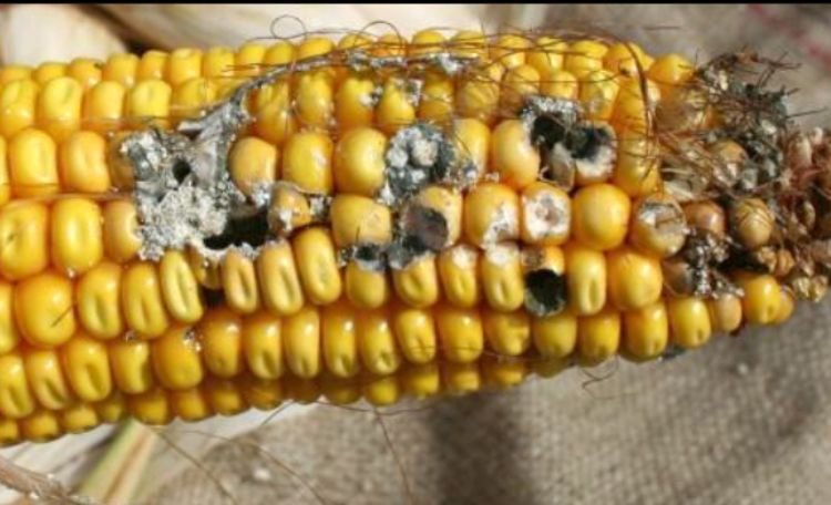 Kernel damage and ear rot on non-Bt corn. Damage along the side of the ear is characteristic of western bean cutworm feeding. Photo: Chris DiFonzo, MSU.
