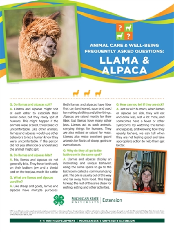 Poster with a llama and information on llamas and alpacas.