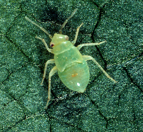 The nymph resembles an apple aphid or a white apple leafhopper and is solitary, very mobile and lacks cornicles. 