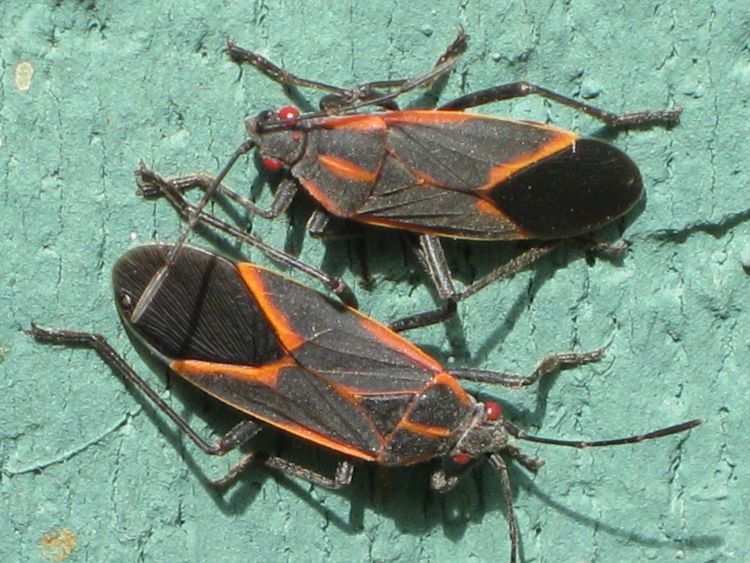 Boxelder bugs. Photo by Patrick Voyle