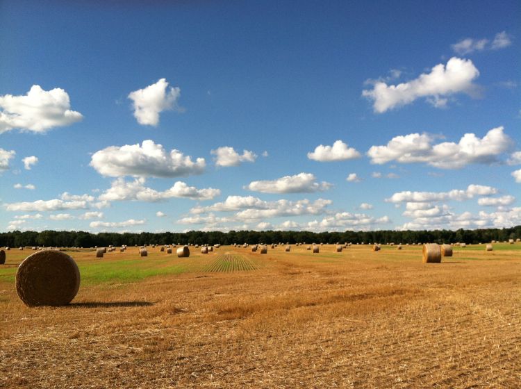 Wheat straw biomass on the landscape.