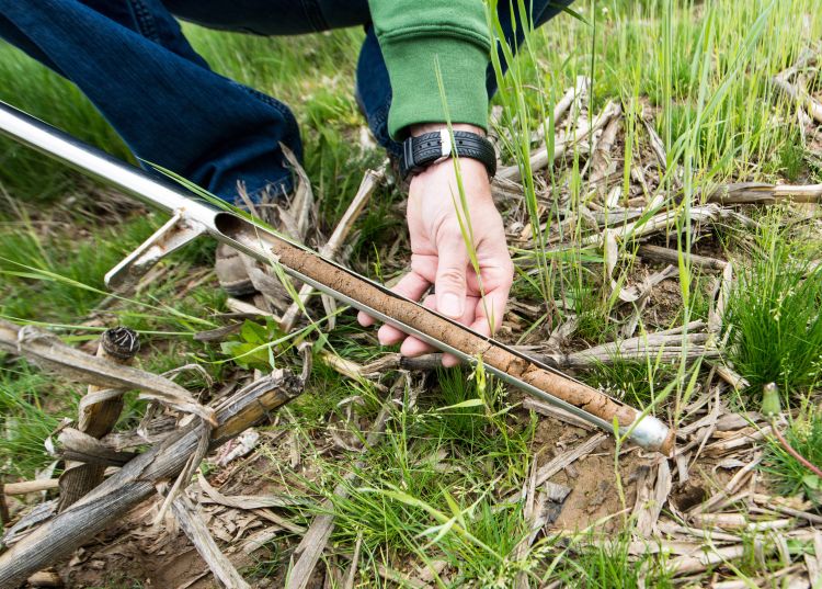 A soil sample being taken in a cover crop field study.