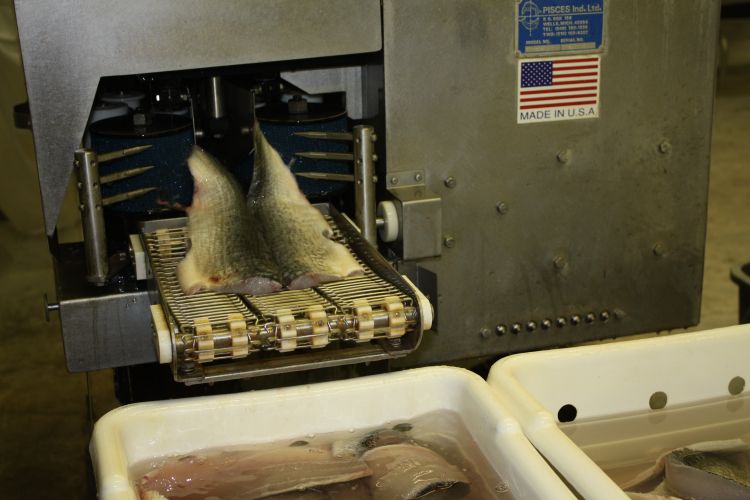 Lake whitefish being placed in automated filleting machine. Commercial fish processors are required either to obtain formal training for one or more of their employees or to hire trained independent contractors. Photo: Ron Kinnunen | Michigan Sea Grant