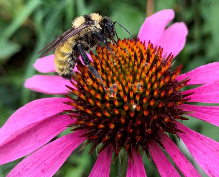 A bumble bee queen foraging on purple coneflower