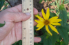 Paleleaf woodland sunflower comparison with centimeter rule.
