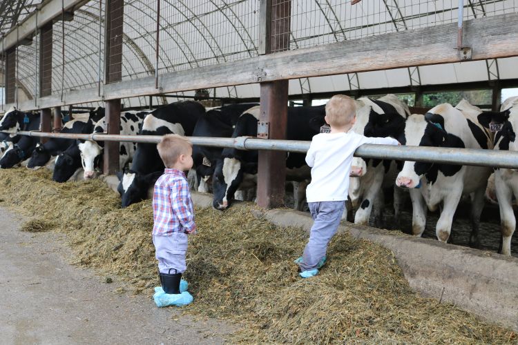 Two boys stepping on TMR to pet cows at Hood Farms Family Dairy.