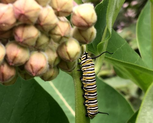 Monarch larva on common milkweed. All photos: Patrick Voyle.