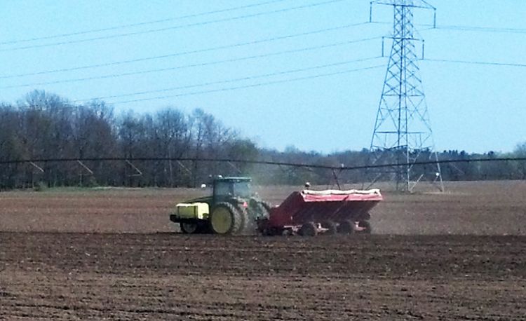 Potatoes being planted for the 2016 season. All photos by Fred Springborn, MSU Extension.