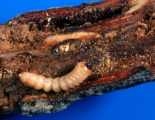Larva is a fleshy, cream-colored, legless grub with a dark brown head and blackish mandibles. The first thoracic segment is broader than the rest of the body. 
