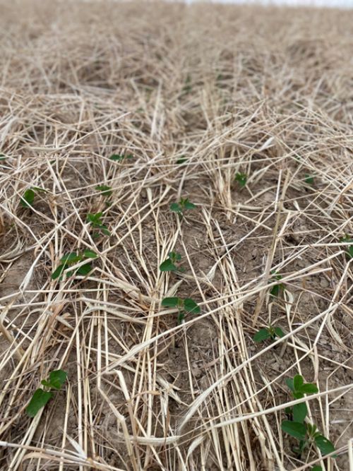 Soybeans starting to emerge from the ground.