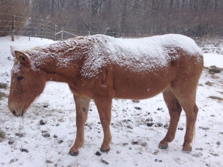 33-year-old mule with an excellent winter hair coat choosing to stand out in a snow storm. Photo by Tom Guthrie, MSU Extension   