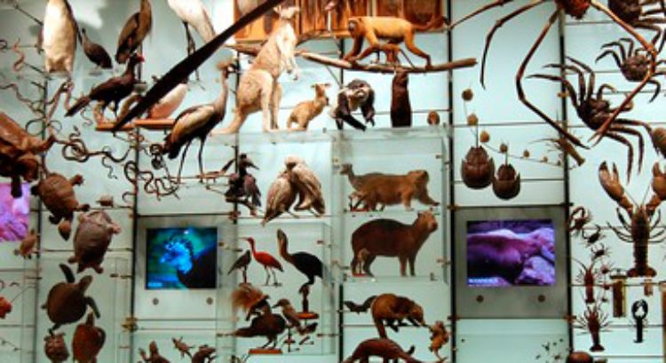 Museum biodiversity exhibit, by Davo via Creative Commons