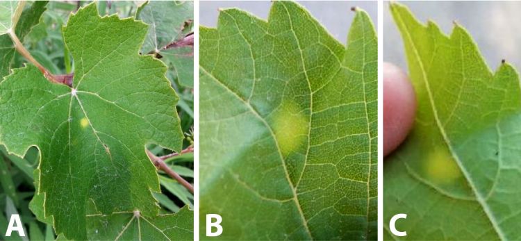 Photo 1. A) Yellow spot on Niagara leaf, B) yellow spot on Chancellor upper leaf surface and C) lower leaf surface.