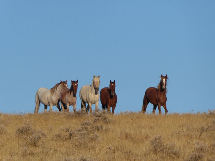 Wild horses from the Hog Creek Herd Management Area in eastern Oregon.