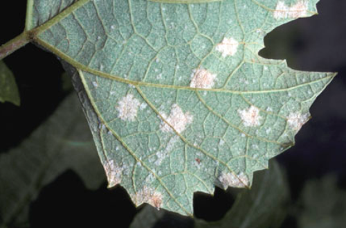  White spore masses on the lower surface of the leaf. 