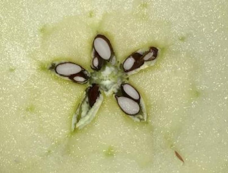 Callus tissue inside seed cavity of this apple.