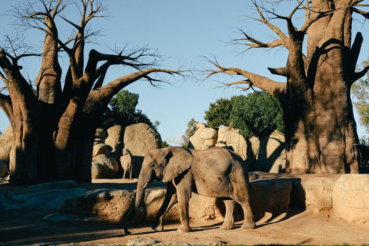 An elephant near a baobab tree.