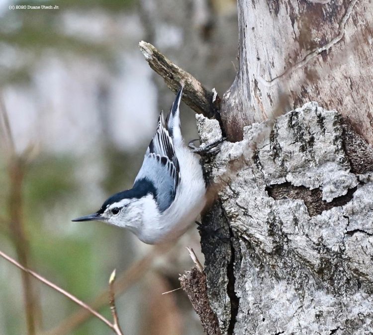 A white breasted nuthatch is shown facing downward on a tree.