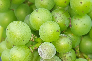 Detecting emerging pesticide resistance in grapes