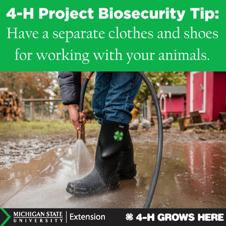 A picture of someone washing boots. The words 4-H project biosecurity tip: have separate clothes and shoes for working with your animals.