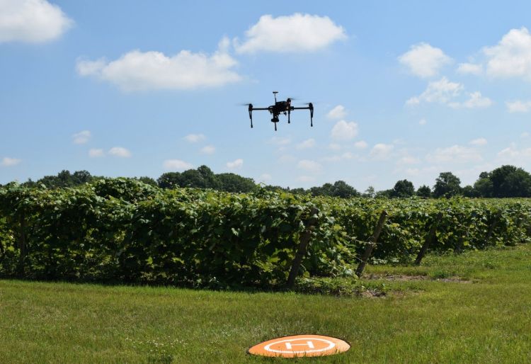 Drone flying over a field of grapes.