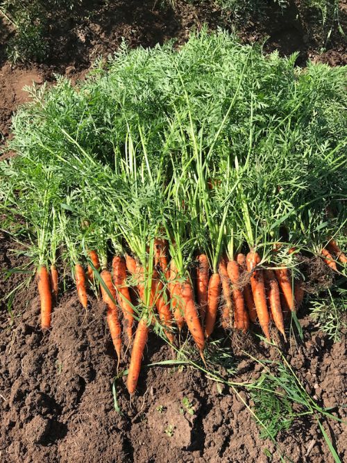 Nicely sized Nantes-type carrots | Photo by Collin Thompson, MSU Extension Educator