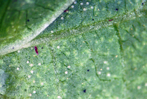  Spherical and translucent eggs are laid individually on leaf undersides. 