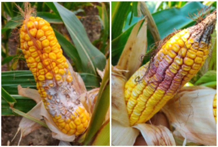 two ears of yellow dried corn. The ear on the left shows white colored fuzzy rot and the ear on the right shows pink colored rot.
