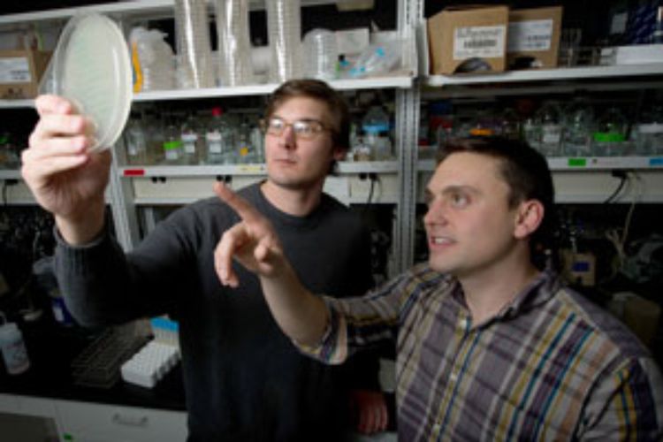Justin Meyer and Devin Dobias examine the growth of bacteria in the Lenski lab.