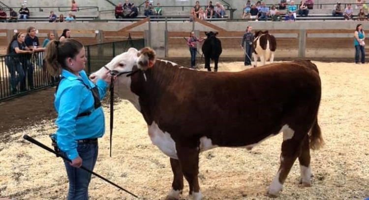 A young girl in a blue shirt leading a Hereford calf.